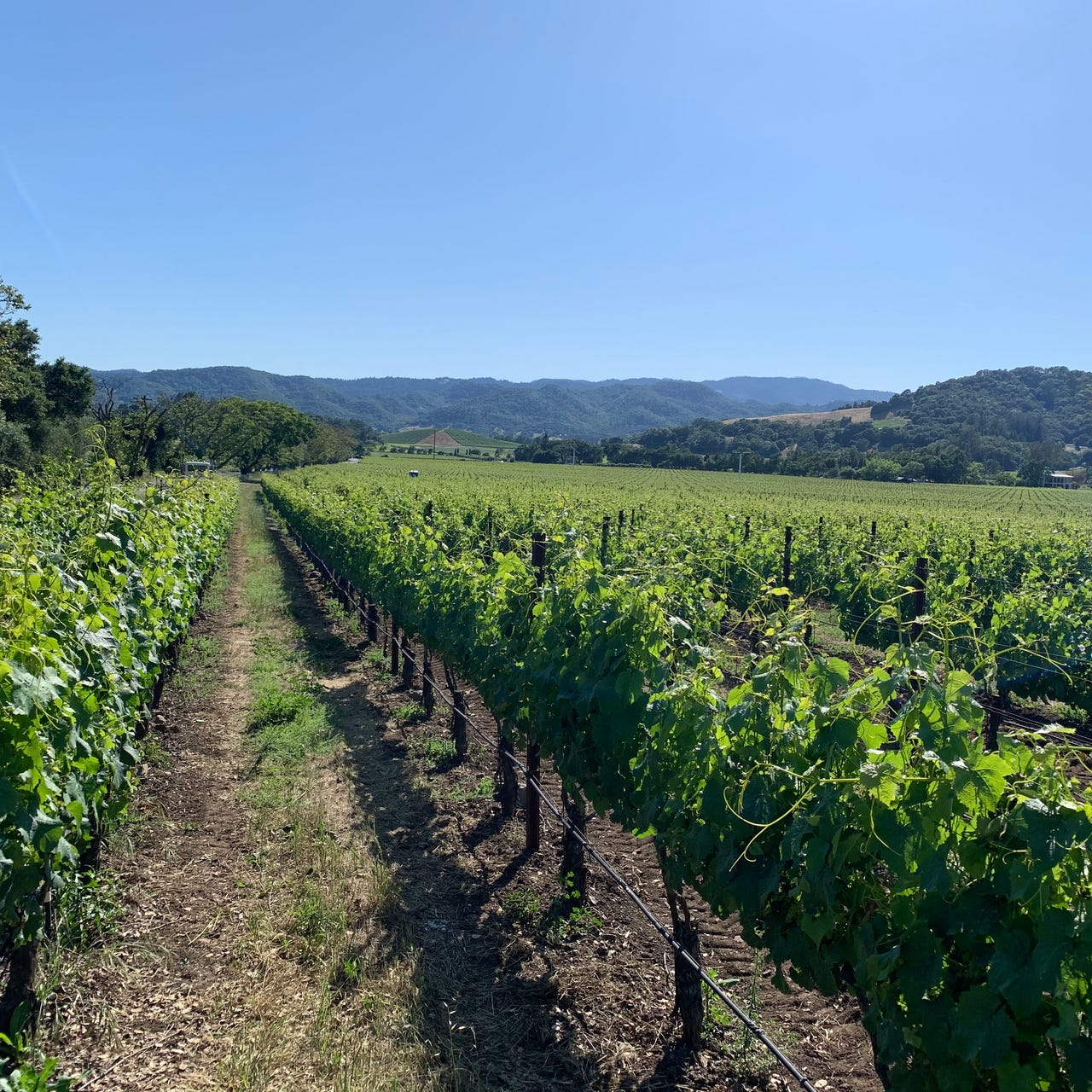 Artwork for Dispatches from the Cellar