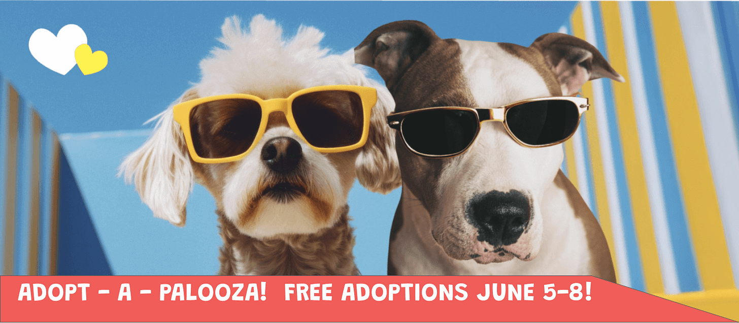 Come to Adopt-a-Palooza at Oakland Animal Services! Come to Adopt-a-Palooza at Oakland Animal Services!