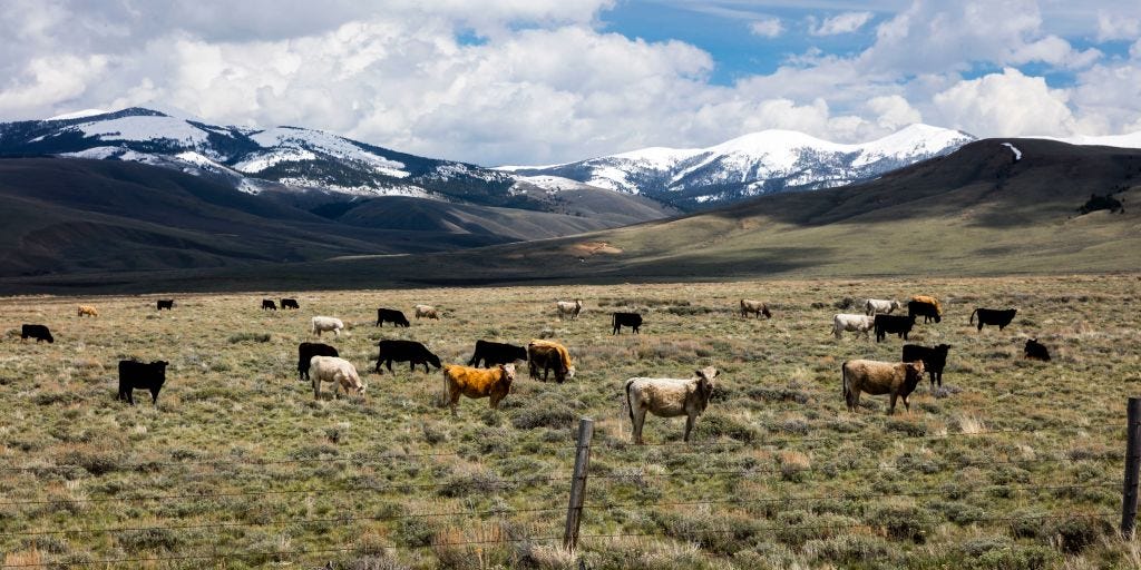 New York Bill Limiting Cows Sparks Farmer Revolt