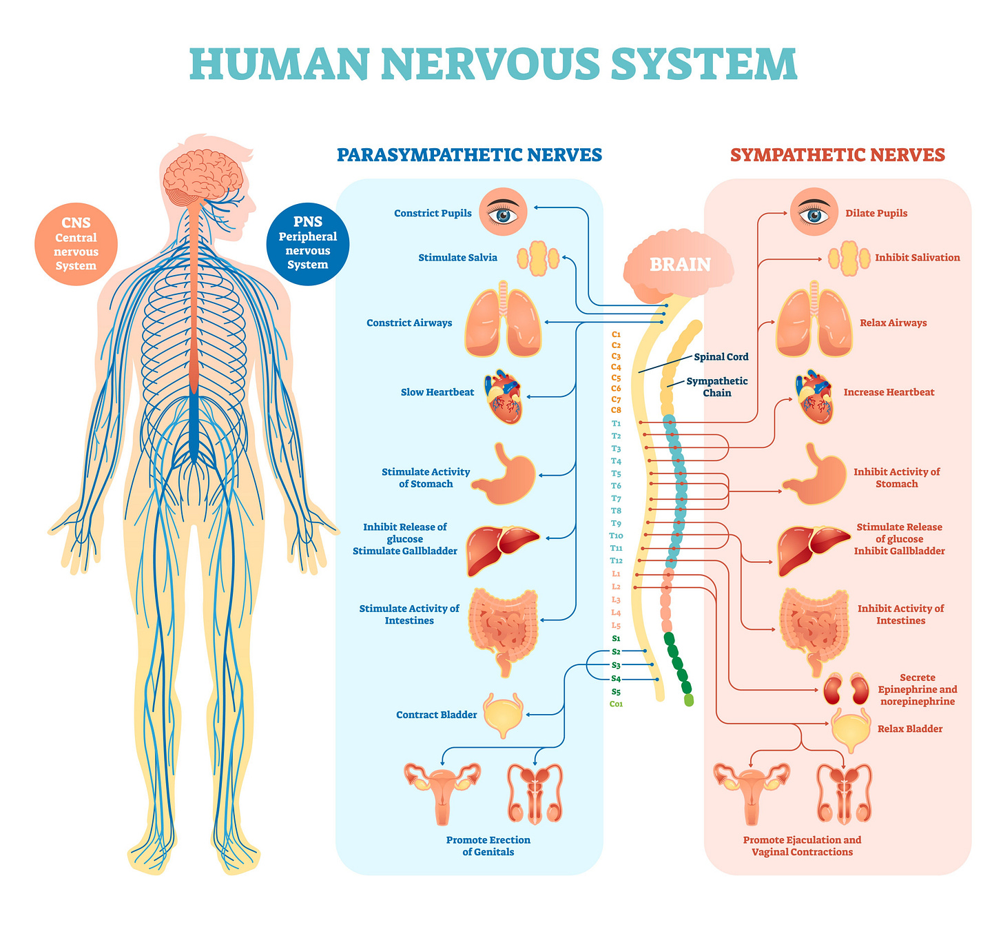 Image of the sympathetic and parasympathetic nervous systems Image of the sympathetic and parasympathetic nervous systems