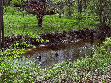Ducks swimming and Red-Wing Blackbirds in undergrowth.