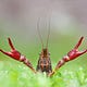 The Crawfish
