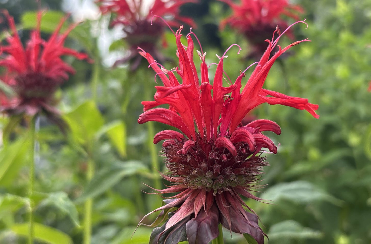 A tower of bright red flowers arching over top of reddish purple bracts, or leaf-like structures.