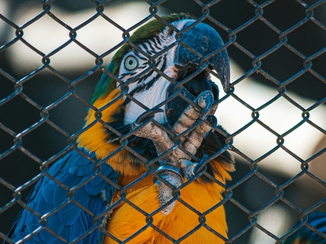 a blue and yellow parrot behind a chain link fence a blue and yellow parrot behind a chain link fence