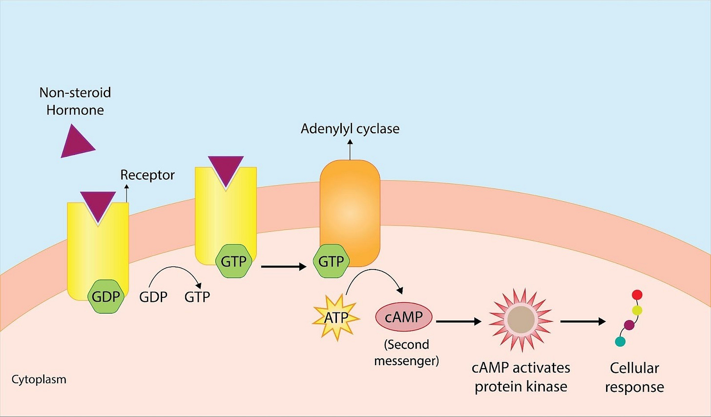 Image of Smad signaling pathway mechanism
