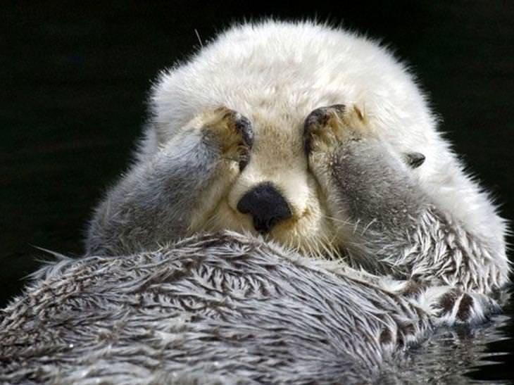 14 Animals That Think They're Hiding From You. 14 Animals That Think They're Hiding From You.