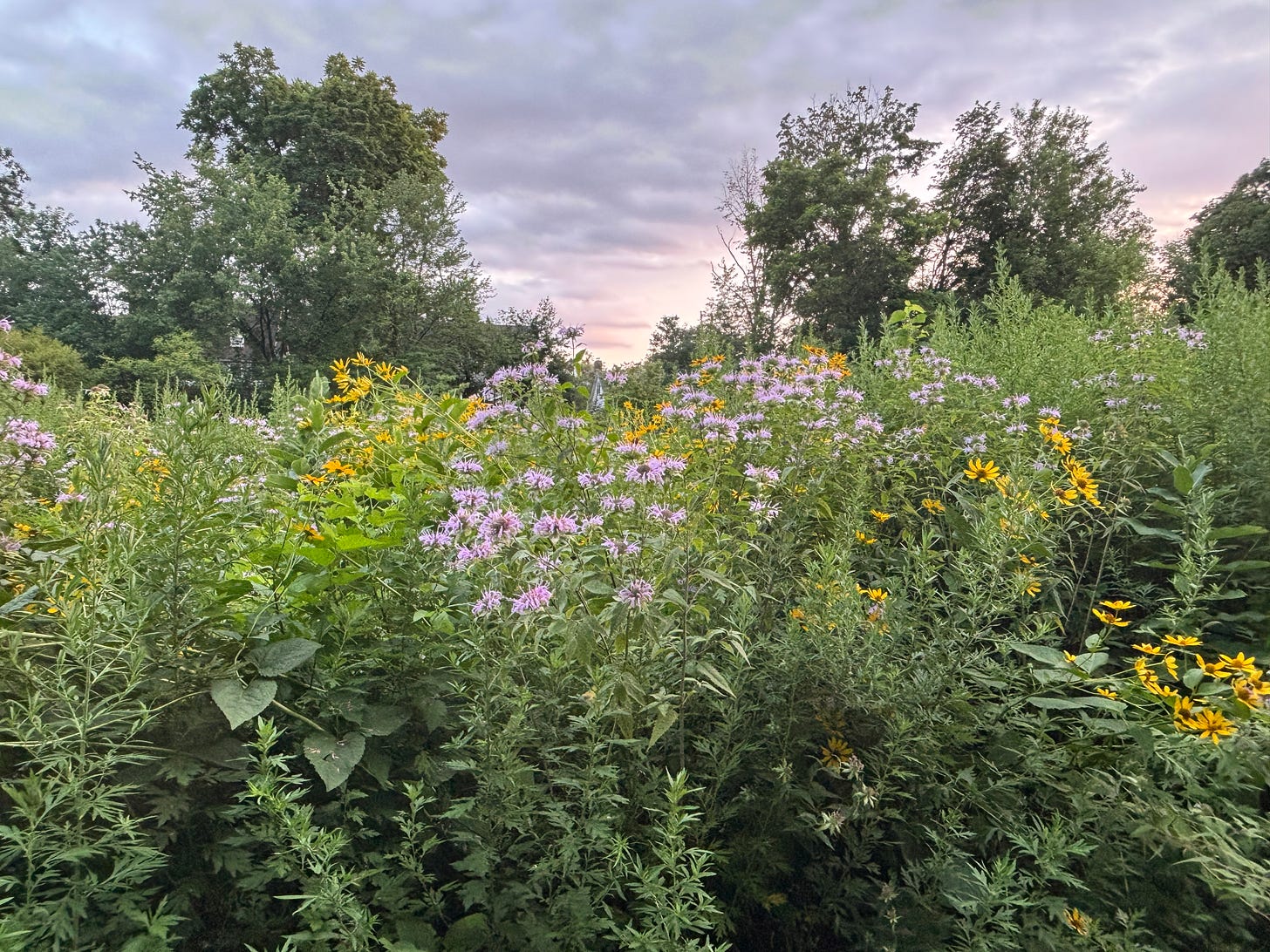 A vibrant field of summer wildflowers in bloom—purple bee balm, yellow black-eyed Susans, and lush green foliage—under a cloudy evening sky, with trees lining the background.