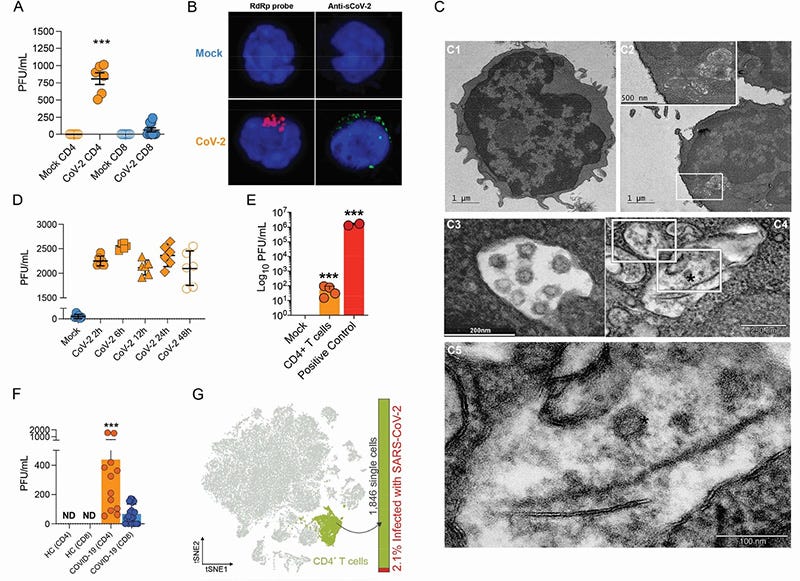 The Spike Protein Binds to CD4 T Cells: Impairment and Possible Depletion