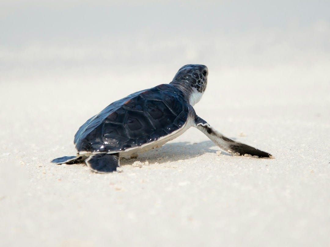 Tortues marines Floride Tortues marines Floride