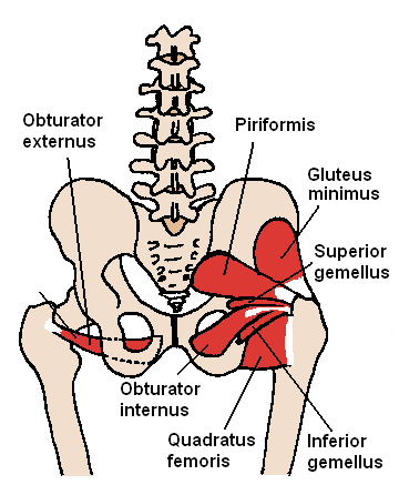 What Are the Deep 6 Rotators and Why Are They a "Pain in Your Butt"? -  Oakland Chiropractor - Riverstone Chiropractic in Oakland CA