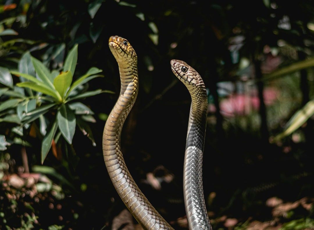 a snake is curled up in the grass