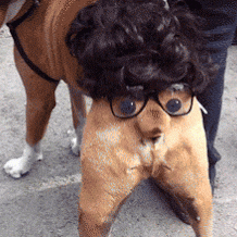 a dog wears a wig and glasses on his rear end so his wagging tail looks like a wiggling nose