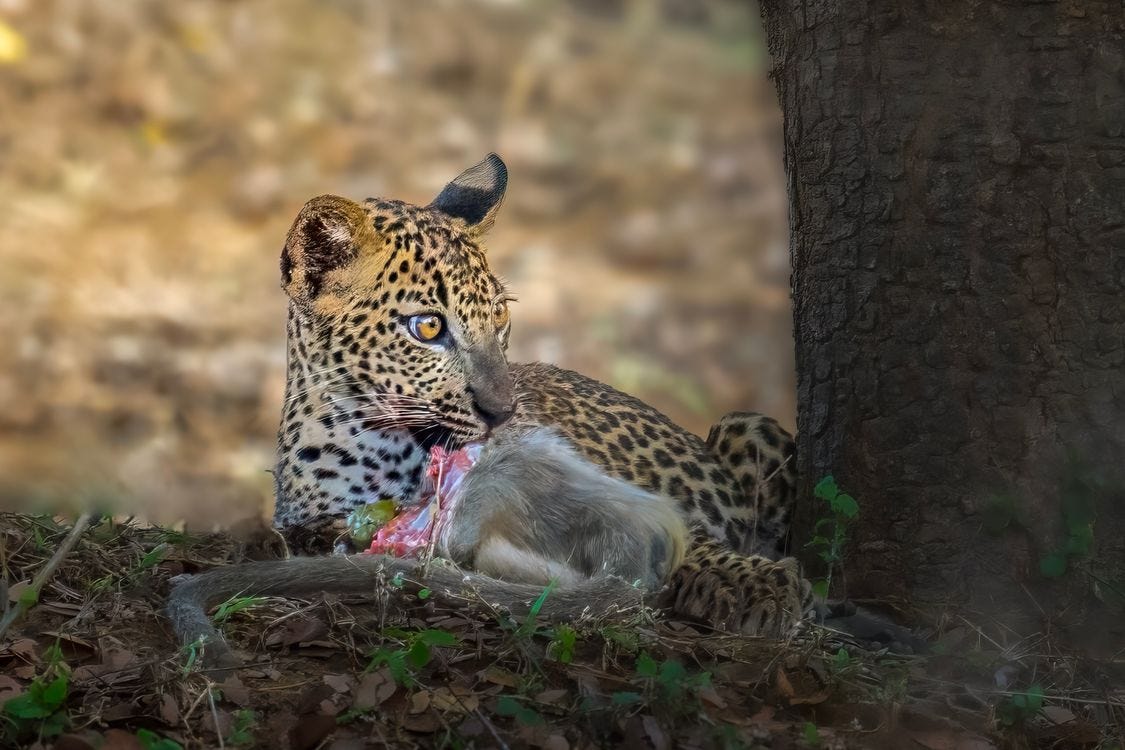 Leopard in Natural Habitat Eating Prey · Free Stock Photo Leopard in Natural Habitat Eating Prey · Free Stock Photo