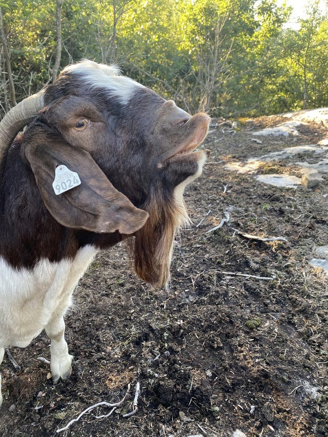 r/goats - What dose it mean when a goat dose this facial expression ?