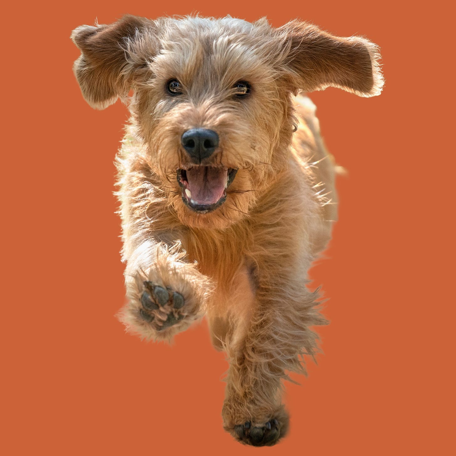 a brown dog with its mouth open running toward the camera on an orange background