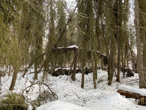 Photos of trees and snow in Connor's Bog after a winter filled with heavy snowfall. Most of the snow has dropped to the ground but snowballs and snow slicks remain perched high in the tree tops or on trunks bent by the snowfall and wind.