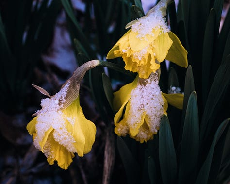 Early Spring