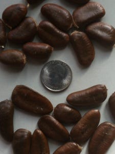paw paw seeds paw paw seeds