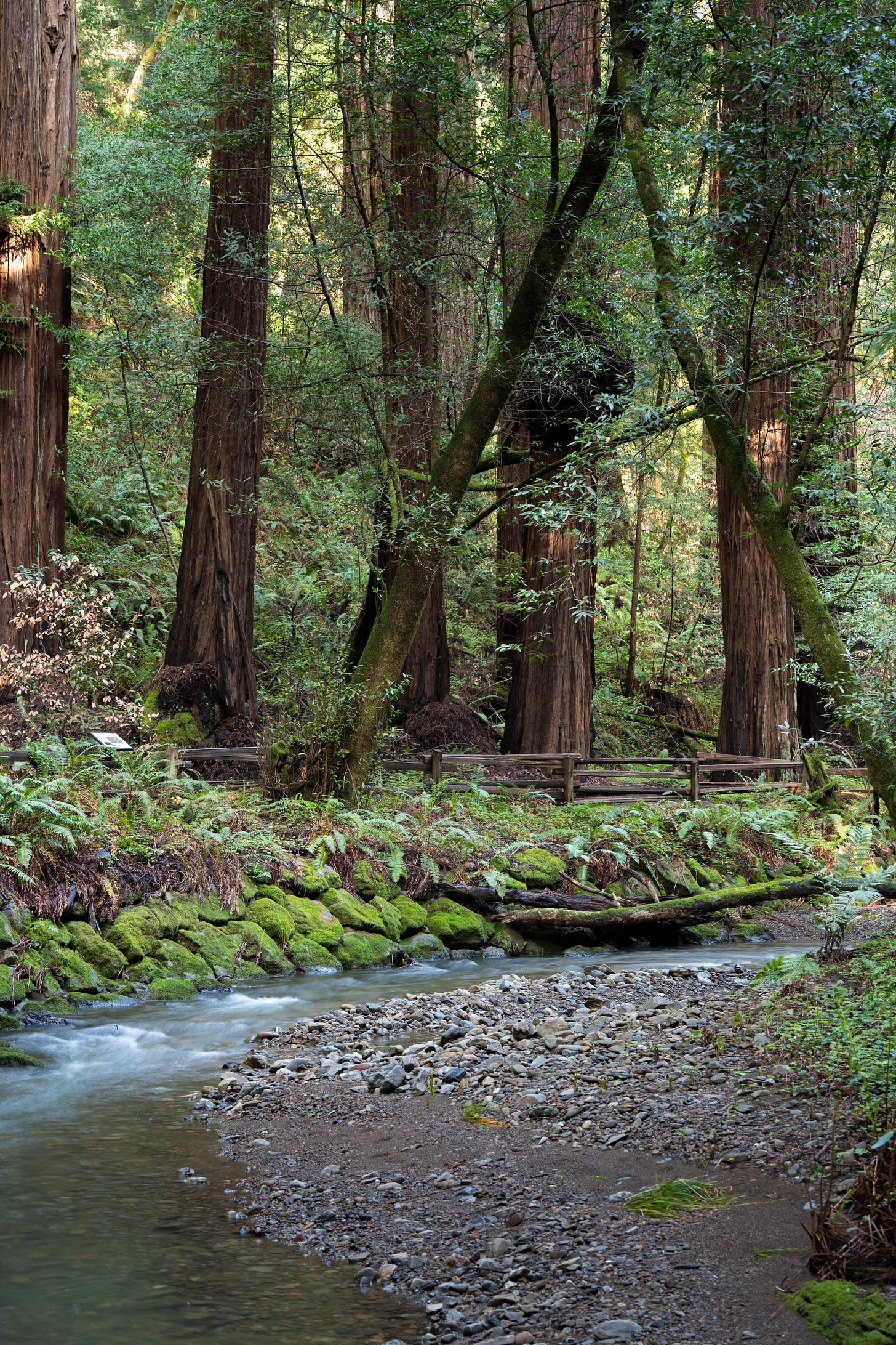 Muir Woods River