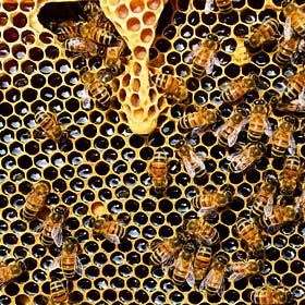 The Buzz About Bee Propolis