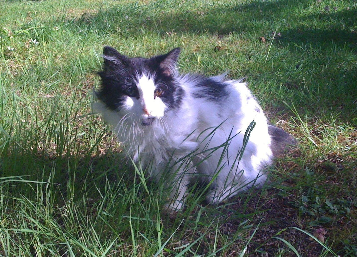 A long-haired black and white cat named Spot sits in the grass, looking toward the camera with bright eyes. Sunlight filters through, highlighting his fluffy fur while patches of shade fall across his body. A long-haired black and white cat named Spot sits in the grass, looking toward the camera with bright eyes. Sunlight filters through, highlighting his fluffy fur while patches of shade fall across his body.