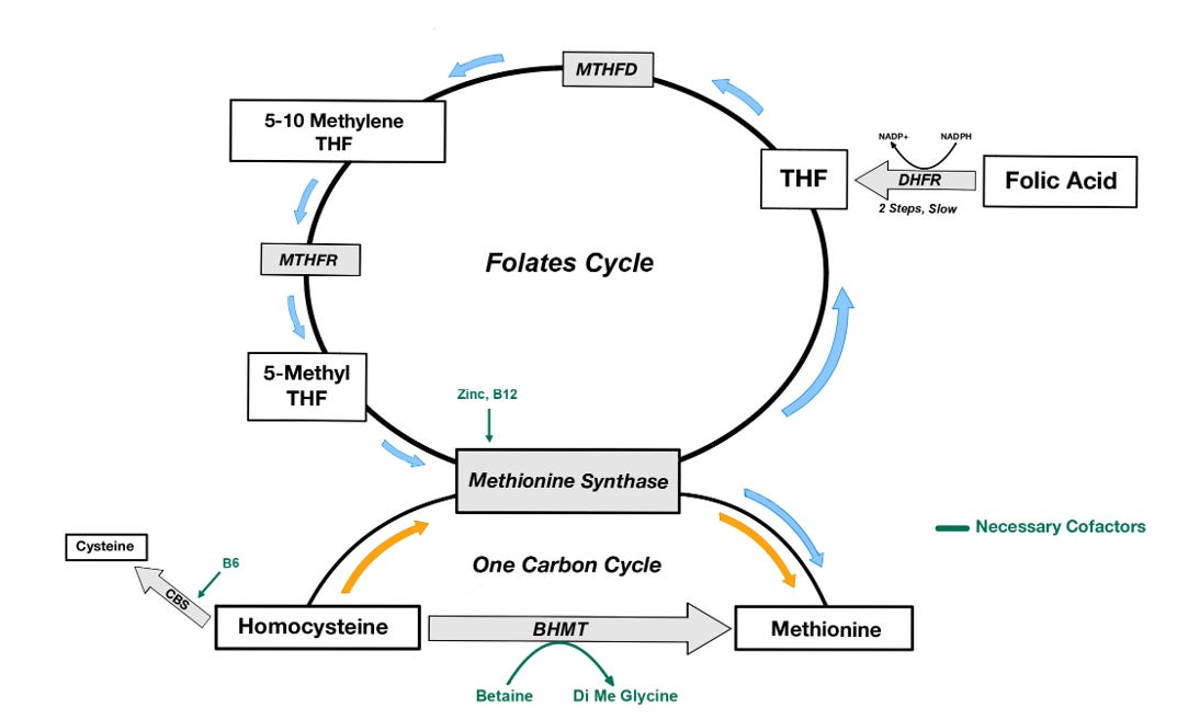 acetaldehyde glutathione Methionine Synthase, Its Methylation Activity and Vulnerability to Toxins  and Oxidative Stress