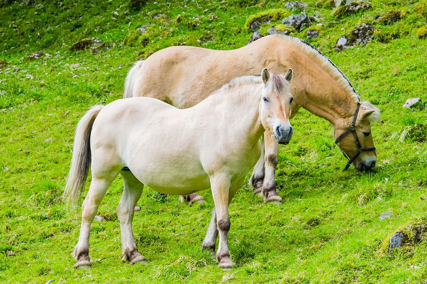 The Norwegian Fjord horse. | © Marius Dobilas - stock.adobe.com.