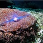 Ron Wobbegong's avatar