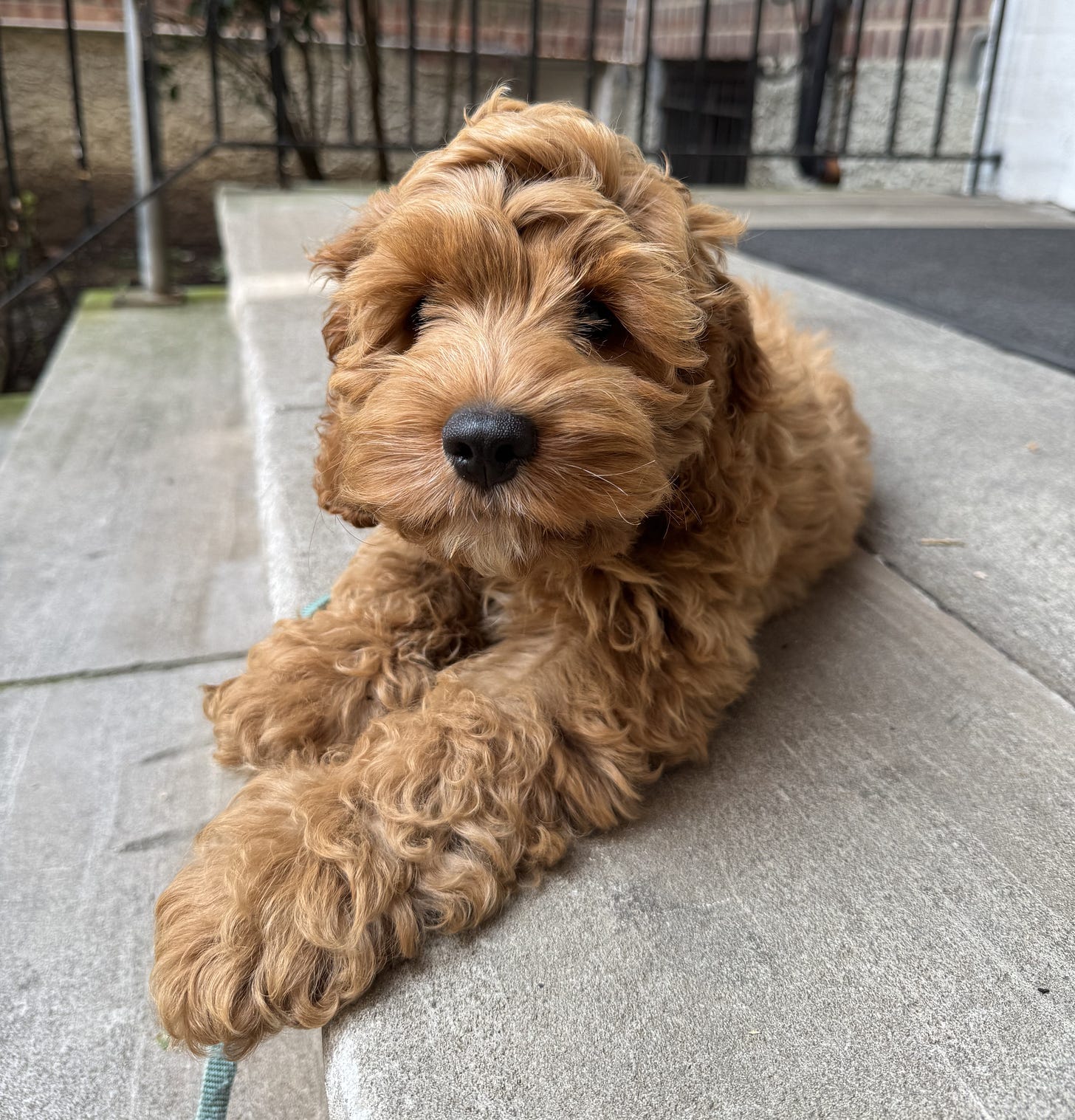 Cockapoo puppy on a Brooklyn stoop