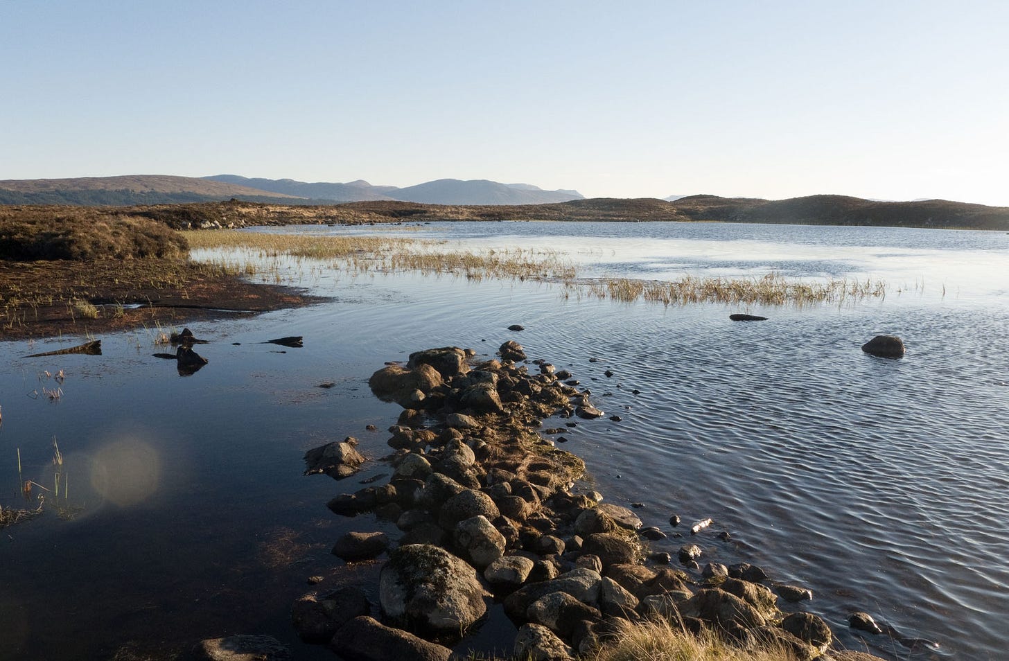 shallow lake with stones and reeds