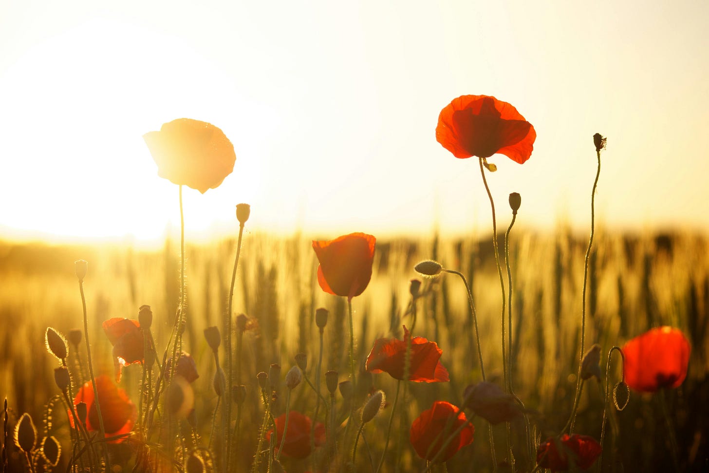 Sunrise over poppies