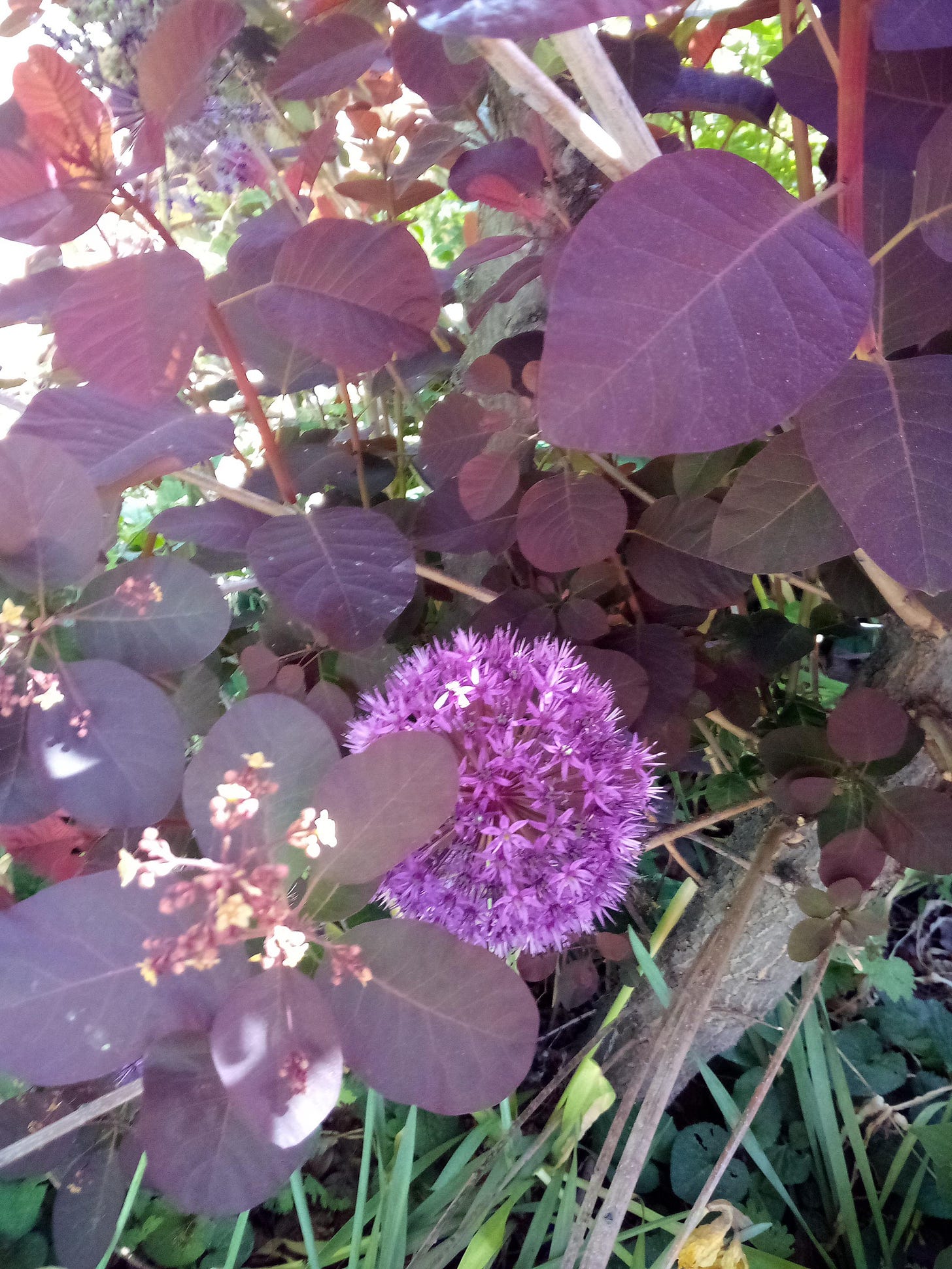 Purple flower growing near purple-leaved tree