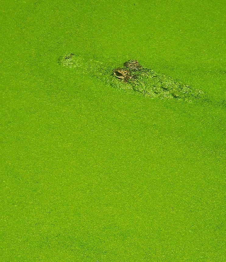 A gator hidden among the bright green water of the bayou