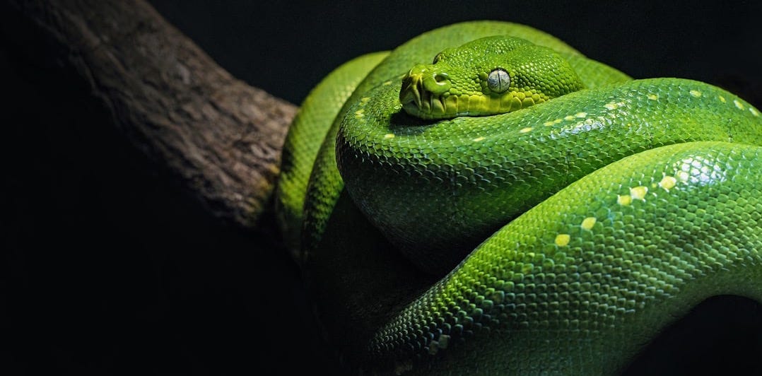 green snake on brown branch close-up photo green snake on brown branch close-up photo
