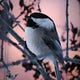 Mountain Chickadee