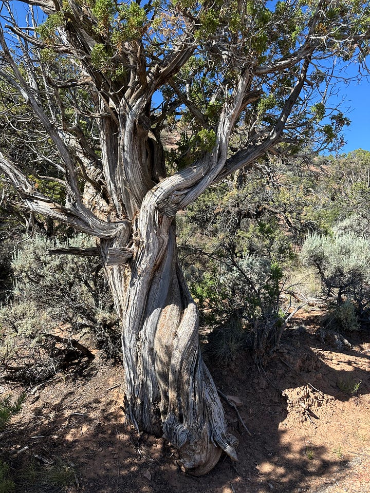 Junipers in the Four Corners