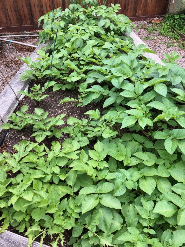 A garden with many plants
AI-generated content may be incorrect. A garden with many plants
AI-generated content may be incorrect.