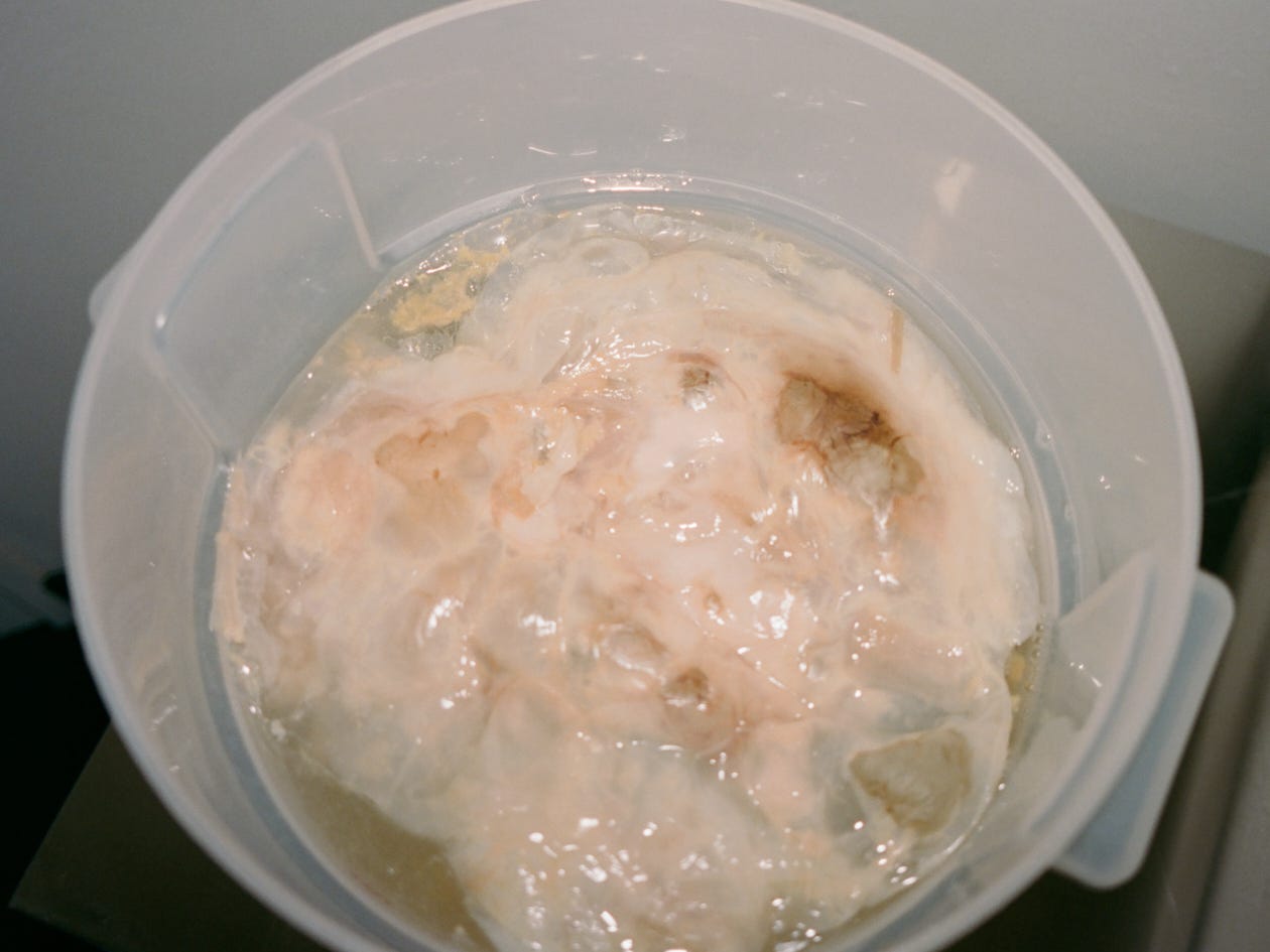 A kombucha scoby