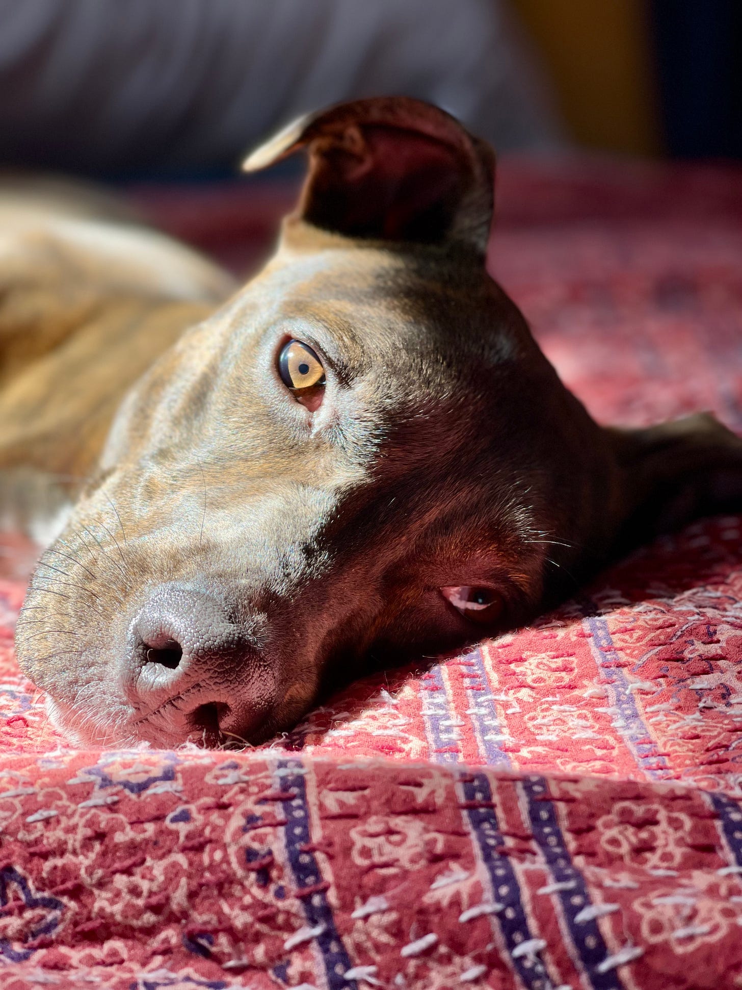 dog on bed