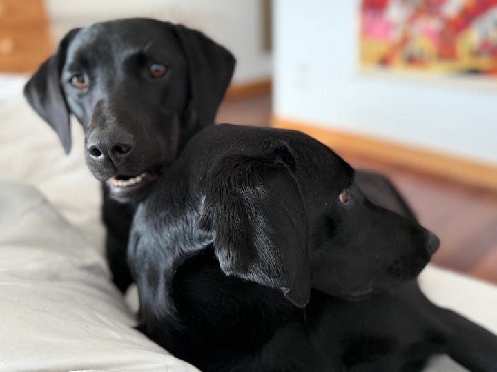 Labradors