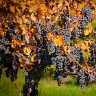 Under the Hood: Sonoma Grape Prices Slide Again as Cabernet Sauvignon Drives the Drop