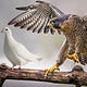Hawkish_Dove's Newsletter