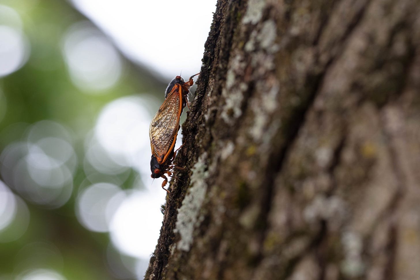 A pair of black cicadas with orange, shiny wings mating on the trunk of a tree. In the background is soft focus green leaves and white sunlight sparkles