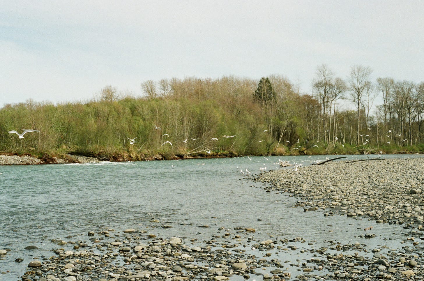 River with seagulls and forest.