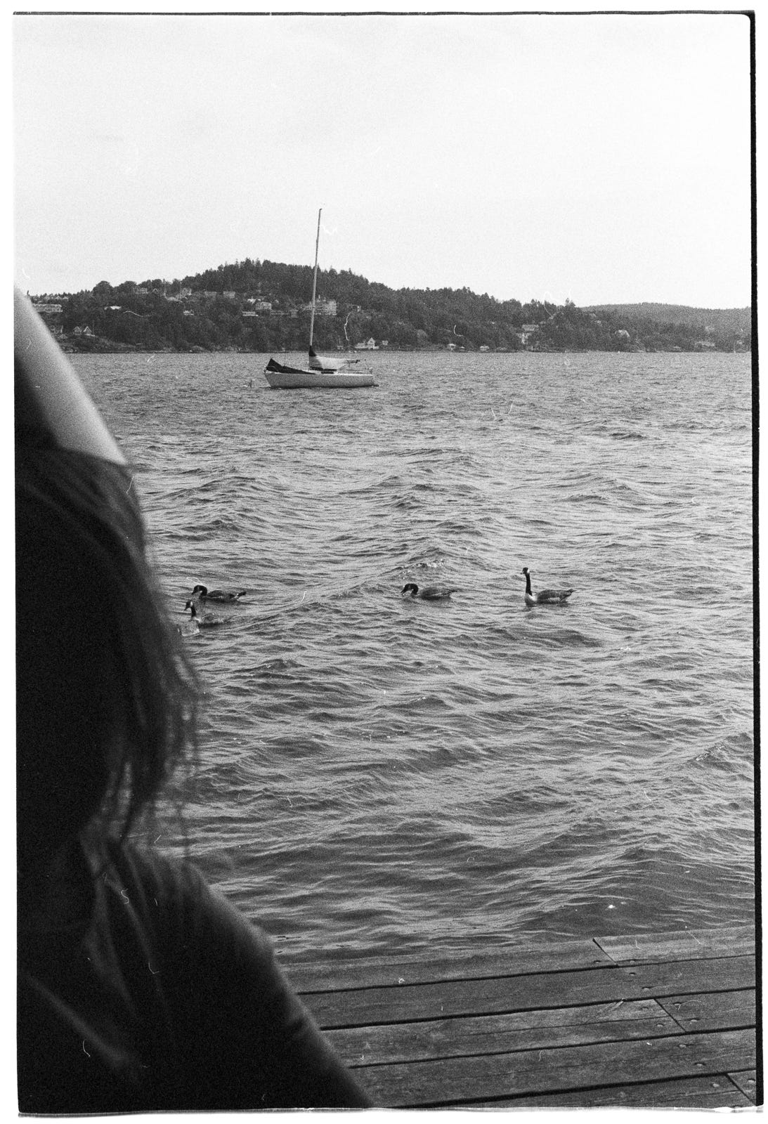 Past the back of the head of a boy wearing a paper party hat, geese swim in an ocean bay near a sailboat at anchor and near a floating dock. Past the back of the head of a boy wearing a paper party hat, geese swim in an ocean bay near a sailboat at anchor and near a floating dock.