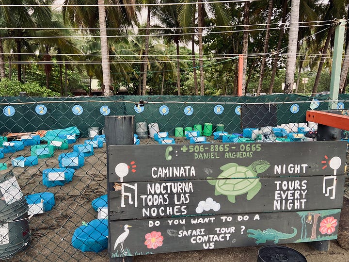 Two images. Left image of about 50 baby turtles in a blue bucket. Right image of an enclosed area with rows of round covered containers in sand, containing sea turtle eggs.