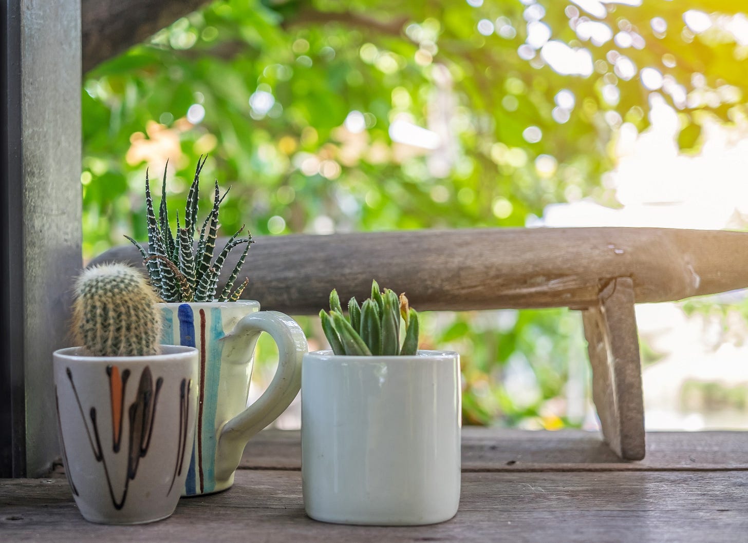 Three small potted succulents and cacti in cups sit on a wooden surface outdoors, with greenery and sunlight in the background.