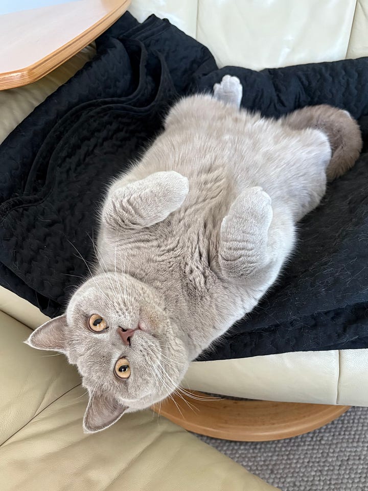 British shorthair cats