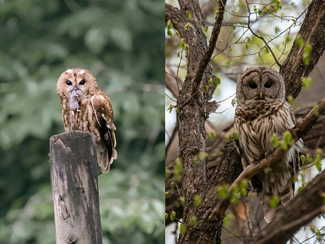 images of St. Antonin-Noble Val