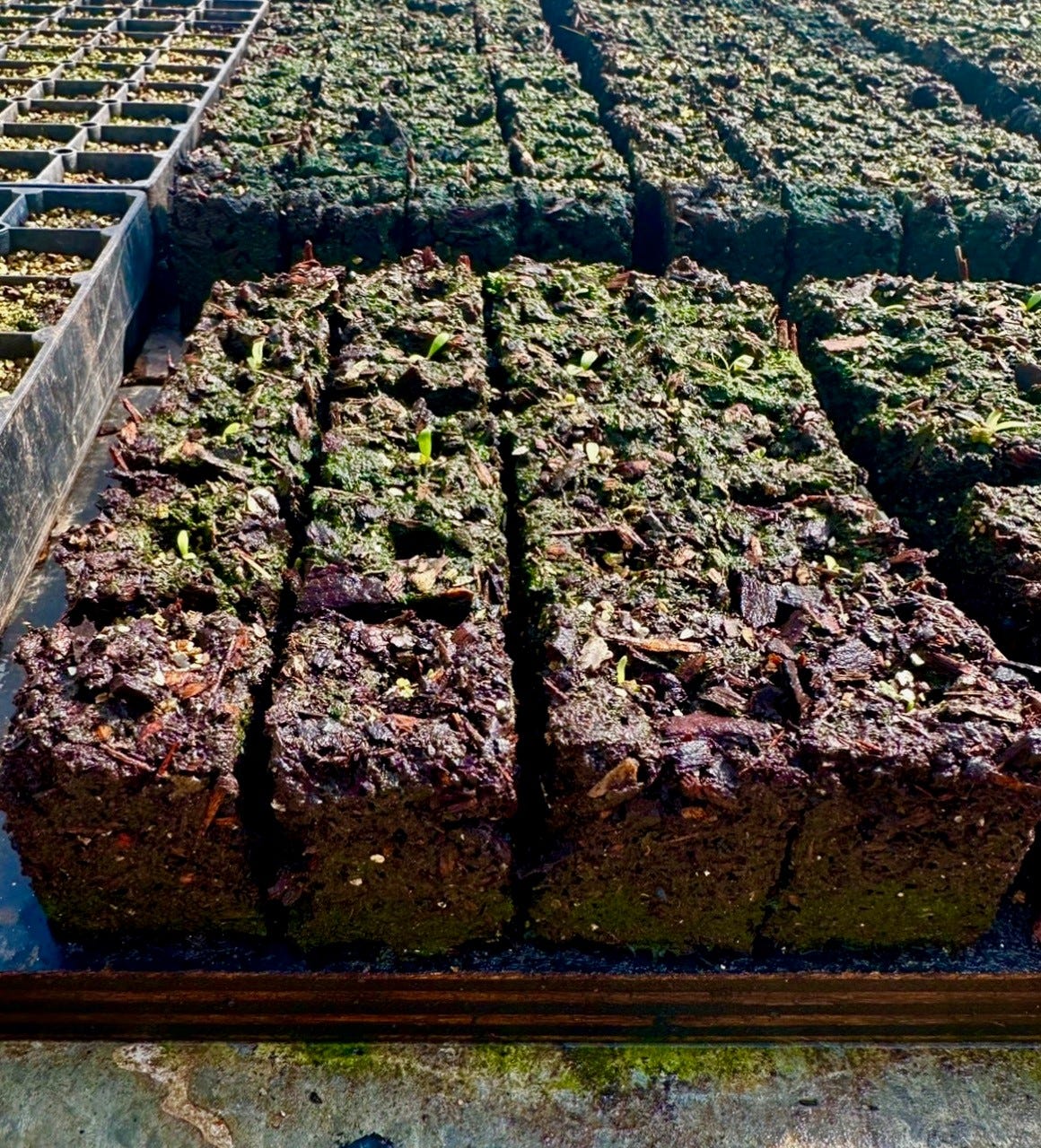 CHOCOLATE COMPOST CAKE. - Jill Dupleix Eats